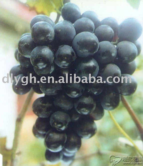 2011 Organic Fresh Grapechina Price Supplier 21food