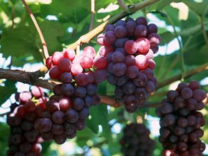 grape