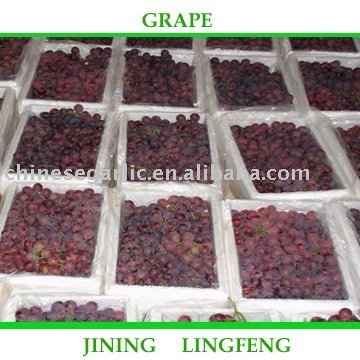 Grape