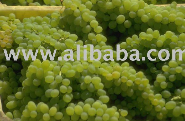 Fresh  Green   seedless   grapes 
