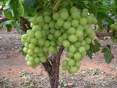 Fresh Indian Grapes (Thompson, Sharad),India Grace price supplier - 21food