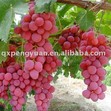 Grape