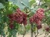 red grape