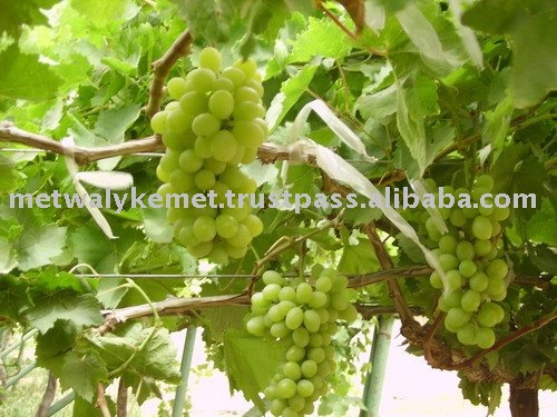  Superior   Grape s