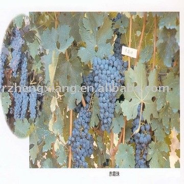 fruit