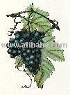 Grapes