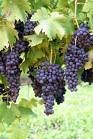 fresh red grape