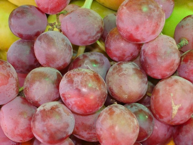 Fresh Grapes,India price supplier - 21food