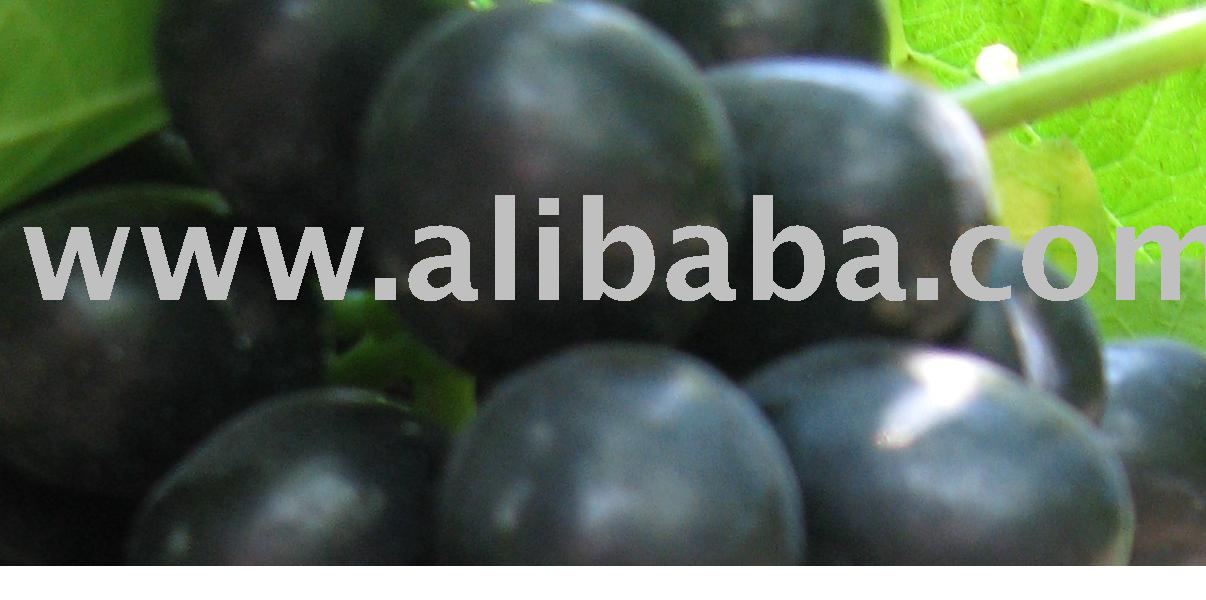 Indian  Fresh   Seedless   Grapes 