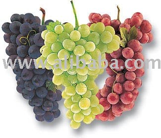 Fresh Healthy GRAPES
