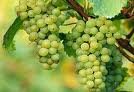 Fresh Grapes for Sale