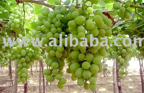 superior seedless grapes