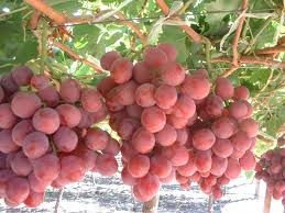 Fresh Red Grapes