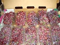 Fresh Grapes for sale