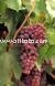 Grapes - Flame Seedless