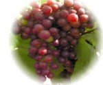 GRAPES - FLAME SEEDLESS