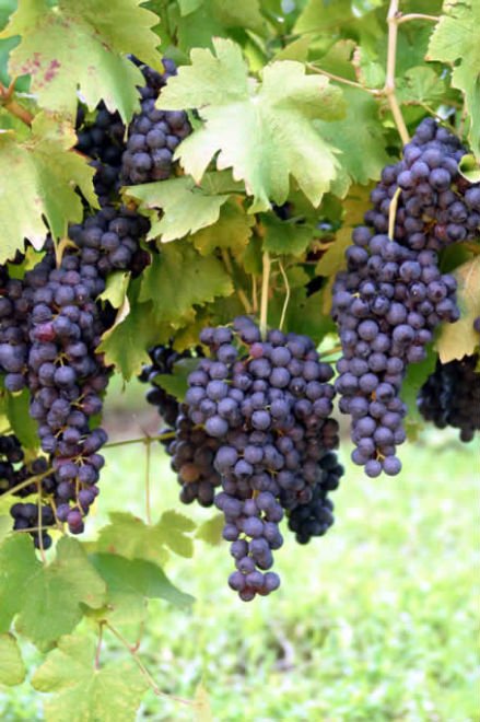 Red globle grape harvested in January