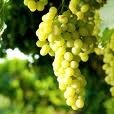 Grapes Thompson