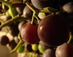 Table & Edible Grape Vines :Concord Grapevines