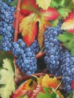 Fruit  Oil   Paint ing