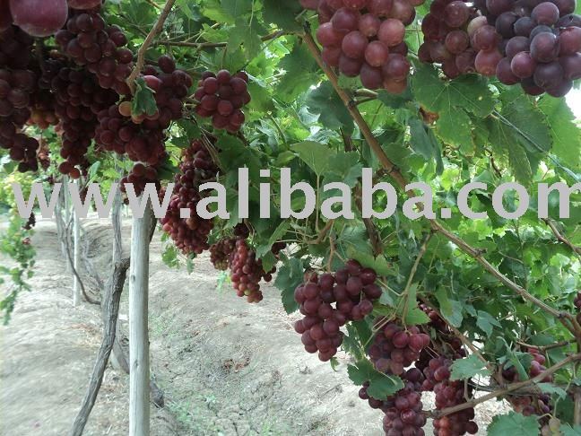 grape red globe