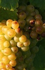 White Wine Grapes Vines:Muscat Canelli #04