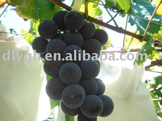 2011 organic purple grape