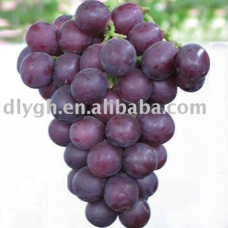 2011  fresh   seedless  grape