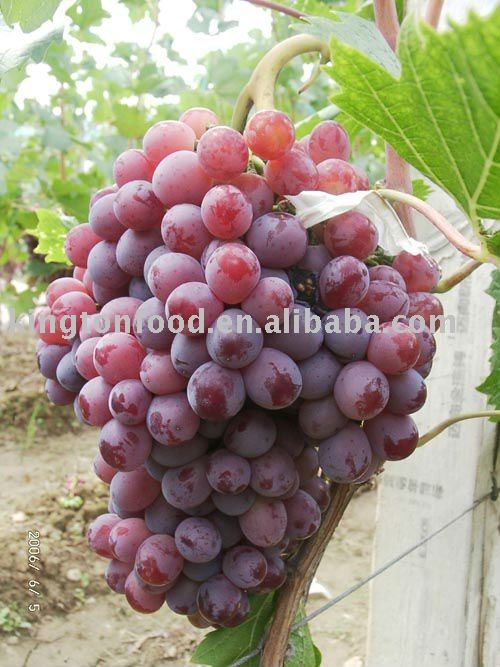 good price red globe grape