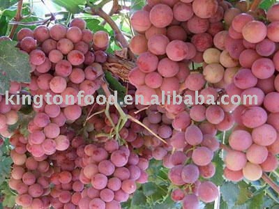 fresh   red globe grape