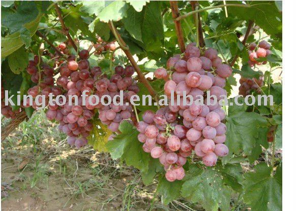 fresh red globe grape