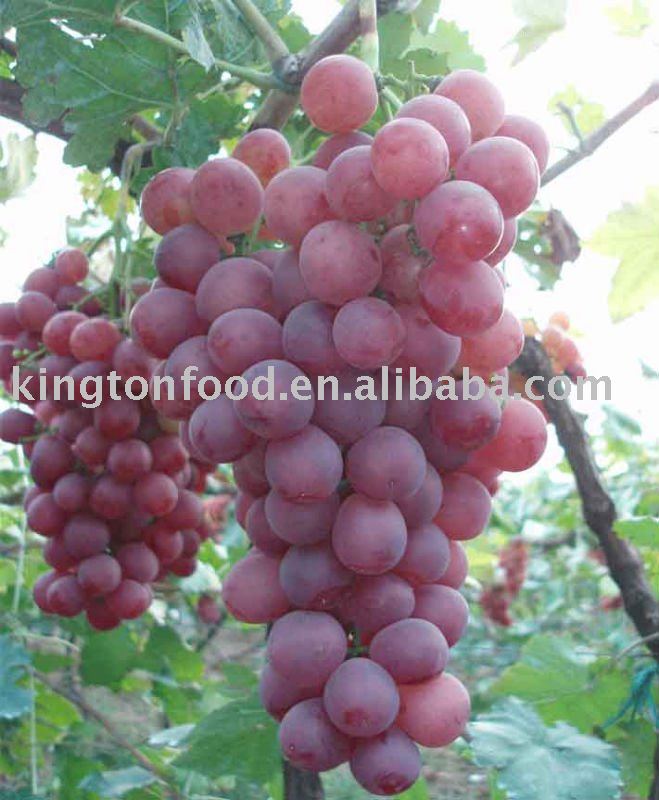 china  fresh red globe grape
