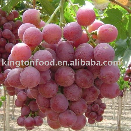 2010 chinese fresh  red globe grape