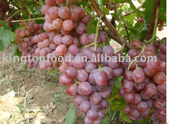 chinese fresh  red globe grape