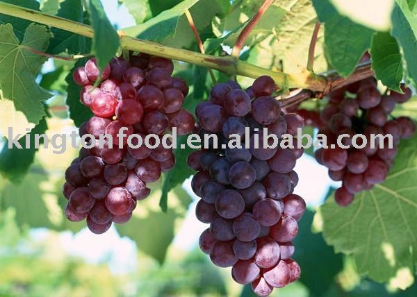 good price sweet  red globe grape