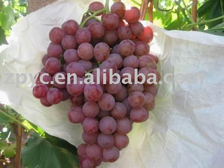 Red  grape