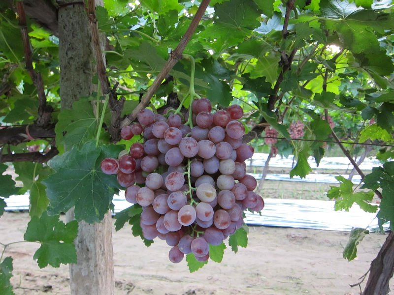 red globle grape