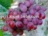 sweet  grape
