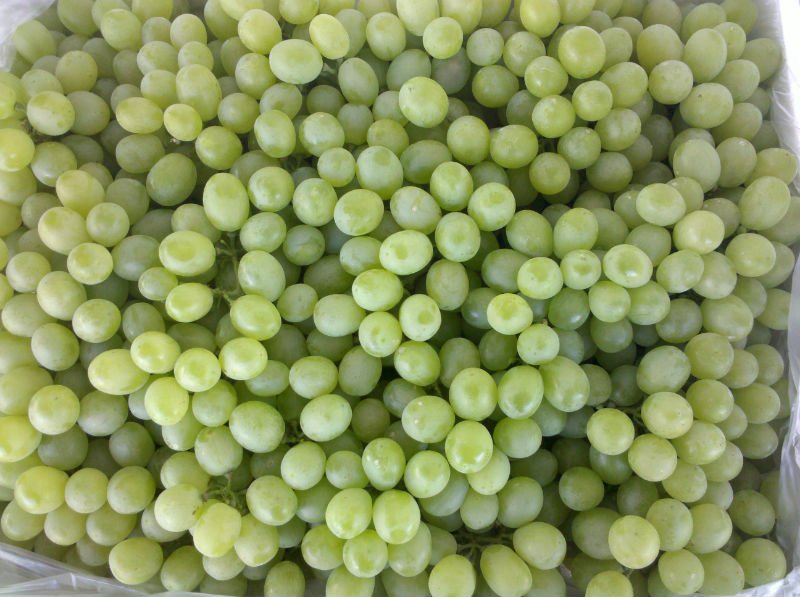 2011  green grape