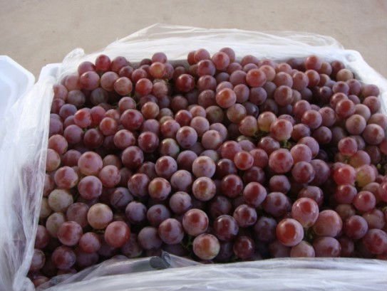  Fresh   Seedless  Grape