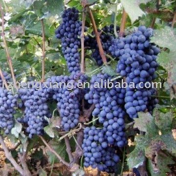 Cabernet Sauvignon