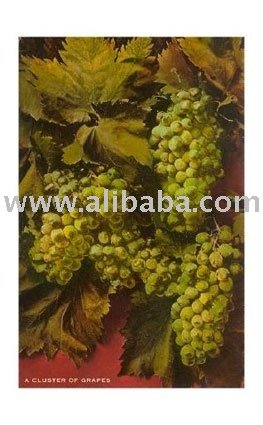 Fresh High Quality Thomson Seedless Grapes