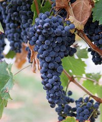  black   grape s for wine