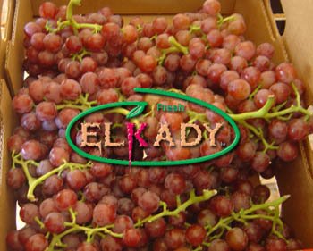 Egyptian Grapes Flame