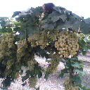 Seedless Grapes