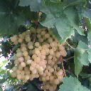  Fresh   Seedless   Grapes 
