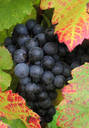 thomson grapes