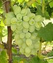 Thompson Seedless Grapes