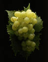 Indian Grapes