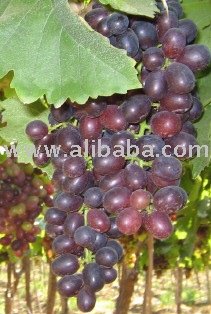  Black   Grape s